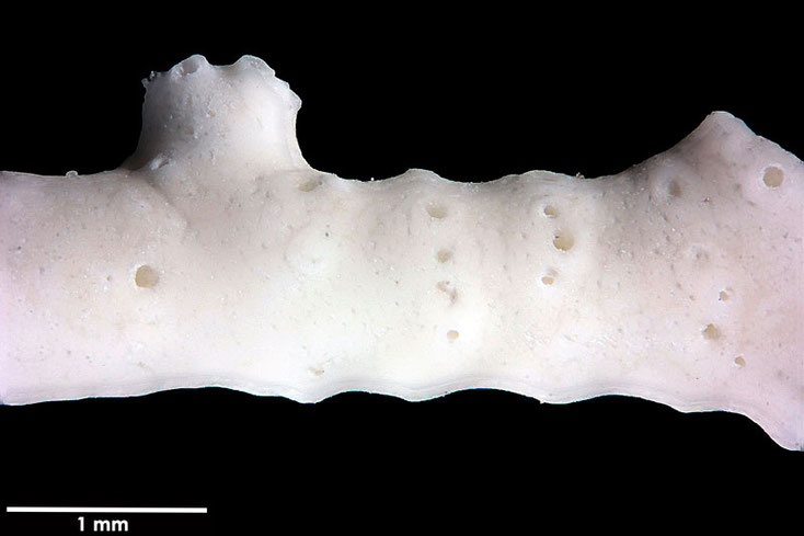 Senckenberg, Bryozoa, Bryozoen, Moostierchen, Sammlung Voigt