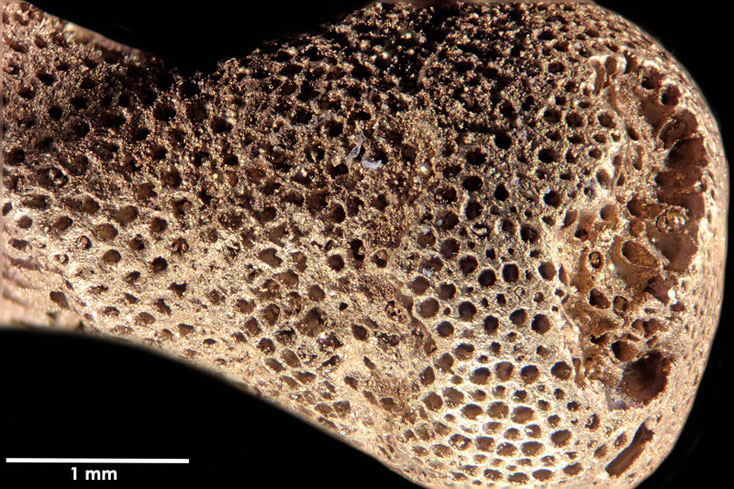 Senckenberg, Bryozoa, Bryozoen, Moostierchen, Sammlung Voigt