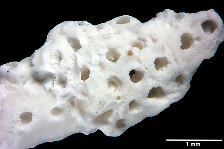 Senckenberg, Bryozoa, Bryozoen, Moostierchen, Sammlung Voigt