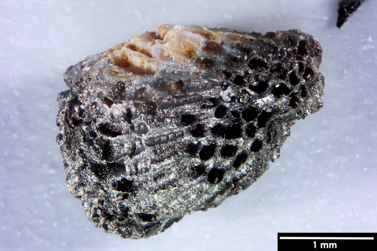 Senckenberg, Bryozoa, Bryozoen, Moostierchen, Sammlung Voigt