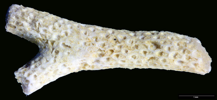 Senckenberg, Bryozoa, Bryozoen, Moostierchen, Sammlung Voigt