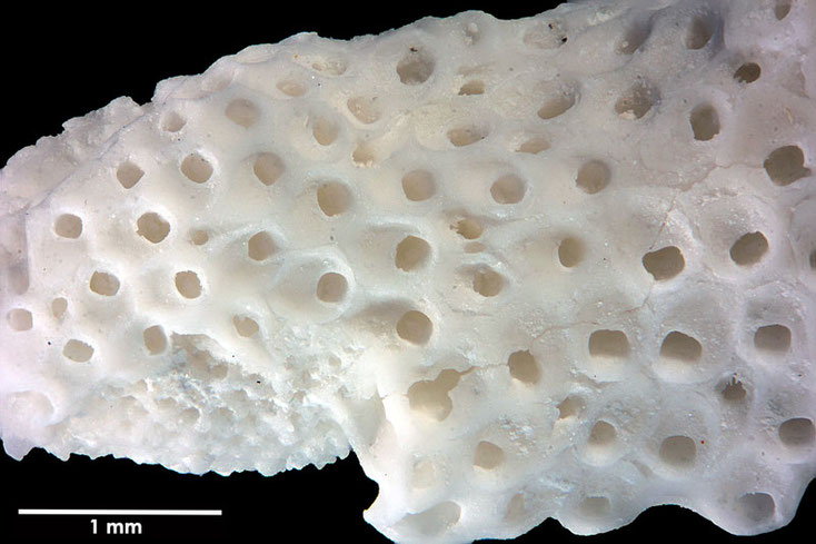 Senckenberg, Bryozoa, Bryozoen, Moostierchen, Sammlung Voigt