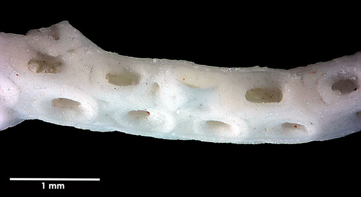 Senckenberg, Bryozoa, Bryozoen, Moostierchen, Sammlung Voigt