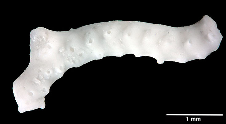 Senckenberg, Bryozoa, Bryozoen, Moostierchen, Sammlung Voigt