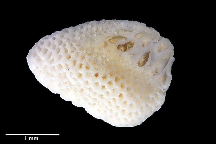 Senckenberg, Bryozoa, Bryozoen, Moostierchen, Sammlung Voigt