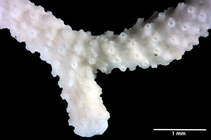 Senckenberg, Bryozoa, Bryozoen, Moostierchen, Sammlung Voigt