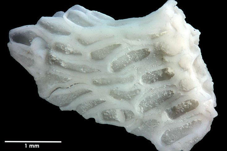 Senckenberg, Bryozoa, Bryozoen, Moostierchen, Sammlung Voigt