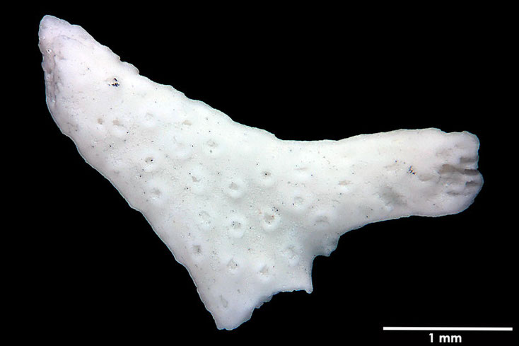 Senckenberg, Bryozoa, Bryozoen, Moostierchen, Sammlung Voigt