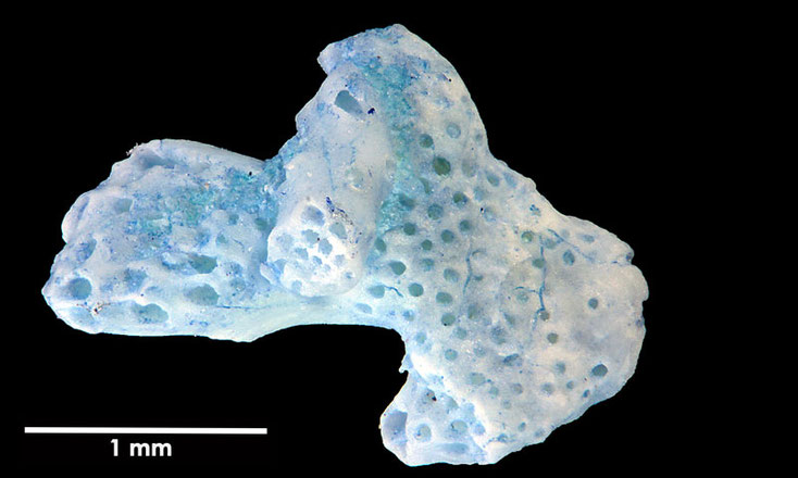 Senckenberg, Bryozoa, Bryozoen, Moostierchen, Sammlung Voigt