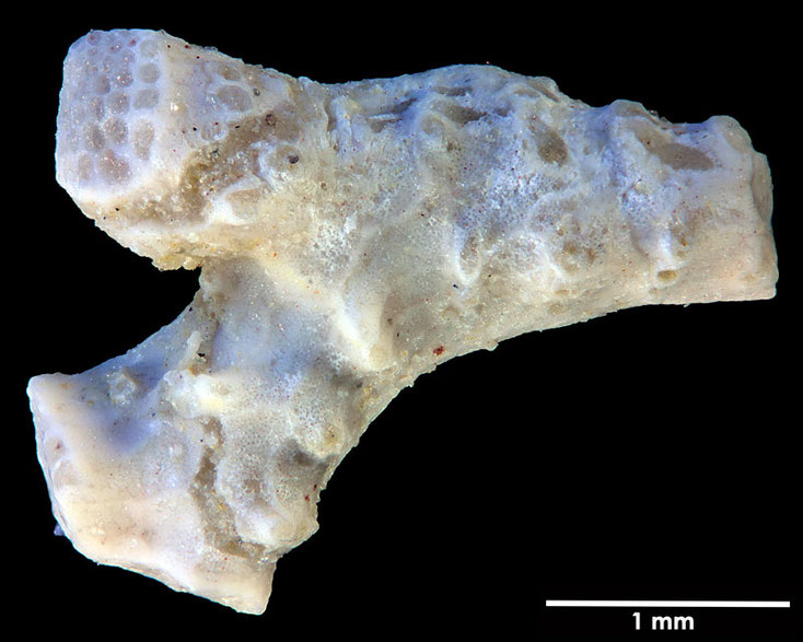 Senckenberg, Bryozoa, Bryozoen, Moostierchen, Sammlung Voigt