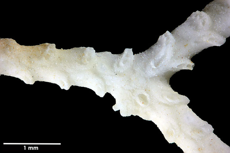 Senckenberg, Bryozoa, Bryozoen, Moostierchen, Sammlung Voigt