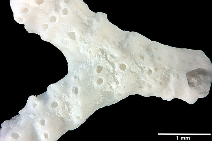 Senckenberg, Bryozoa, Bryozoen, Moostierchen, Sammlung Voigt