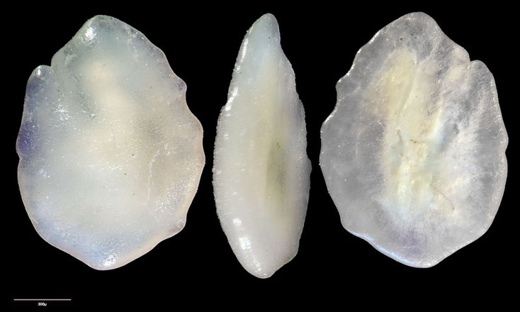 Sigmavirgulina Loeblich & Tappan, 1957, Foraminiferen, Foraminifera, Fora, Senckenberg, Aden, Bab-el-Mandeb