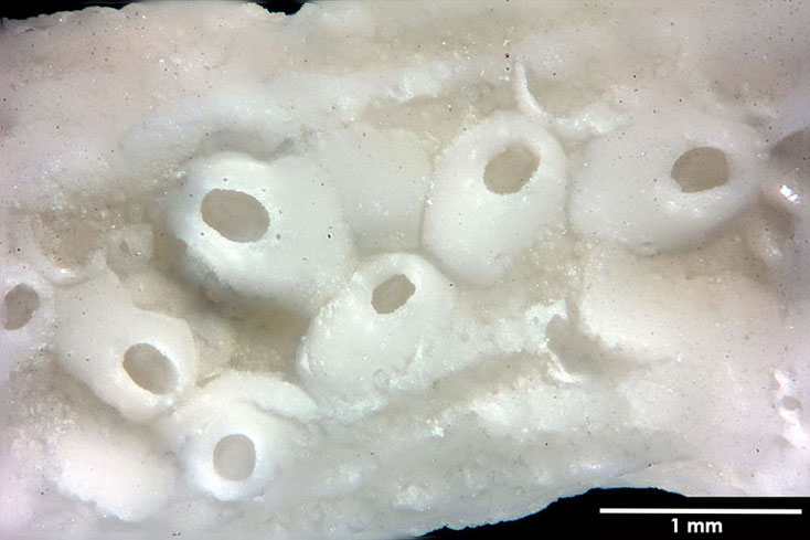 Senckenberg, Bryozoa, Bryozoen, Moostierchen, Sammlung Voigt