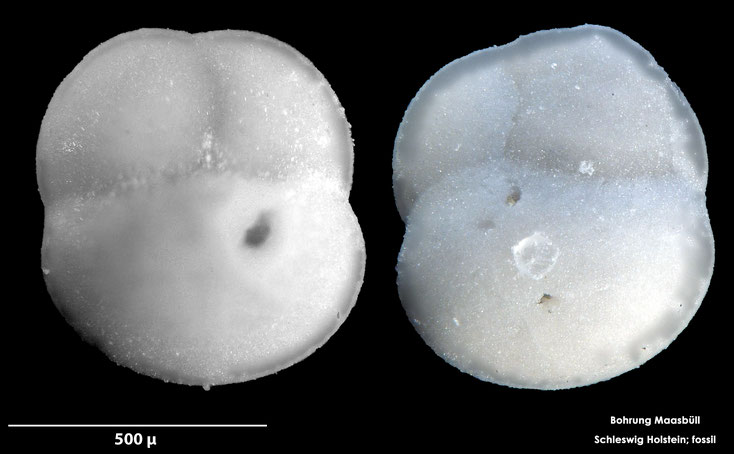 Foraminifere, Foraminifera, Bryozoa, Senckenberg, Maasbüll