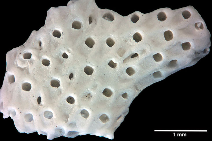 Senckenberg, Bryozoa, Bryozoen, Moostierchen, Sammlung Voigt