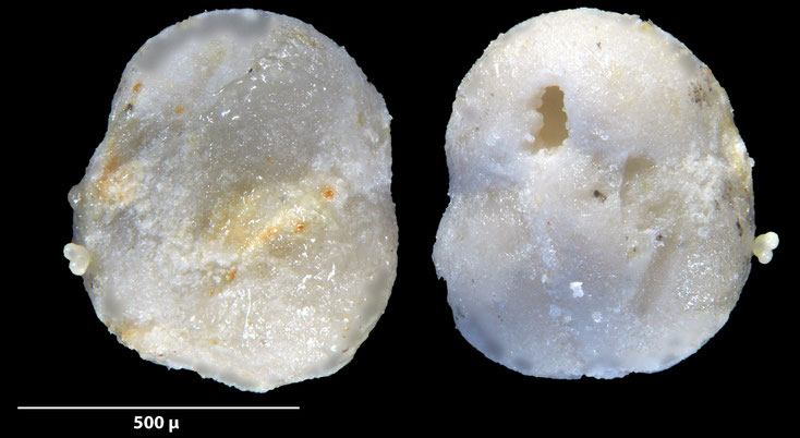 Foraminifere, Foraminifera, Bryozoa, Senckenberg, fossil, Zeltberg, Maastrichtium