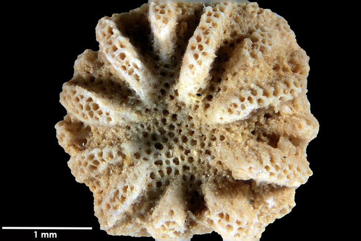 Senckenberg, Bryozoa, Bryozoen, Moostierchen, Sammlung Voigt