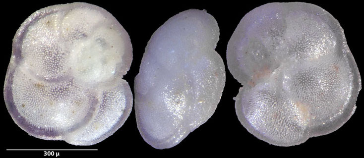 Globorotalia menardii (d'Orbigny in Parker, Jones & Brady, 1865), Foraminiferen, Foraminifera, Fora, Senckenberg, Aden, Bab-el-Mandeb