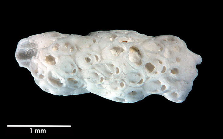 Senckenberg, Bryozoa, Bryozoen, Moostierchen, Sammlung Voigt