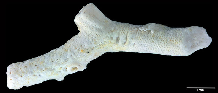 Senckenberg, Bryozoa, Bryozoen, Moostierchen, Sammlung Voigt