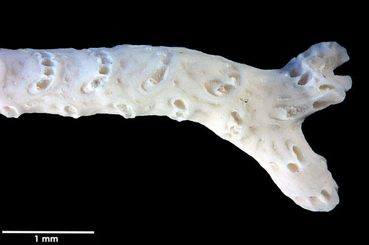 Senckenberg, Bryozoa, Bryozoen, Moostierchen, Sammlung Voigt