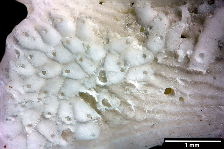 Senckenberg, Bryozoa, Bryozoen, Moostierchen, Sammlung Voigt