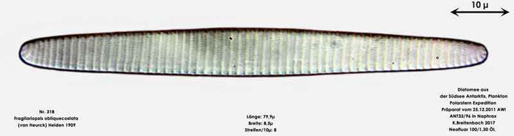 Bild 16 Diatomee aus dem anarktischen Ozean Präparat: ANT33/96; Art: Fragilariopsis obliquecostata (van Heurck) Heiden 1909