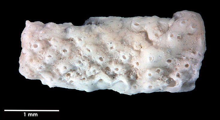 Senckenberg, Bryozoa, Bryozoen, Moostierchen, Sammlung Voigt