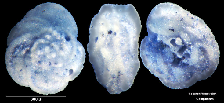 Globotruncana Cushman, 1927 sp, Foraminiferen, Foraminifera, Fora, Senckenberg, Campanium, Epernon