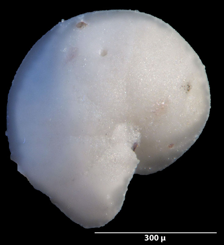 Foraminifere, Foraminifera, Bryozoa, Senckenberg, fossil, Stevns Klint, Dänemark, Maastrichtium