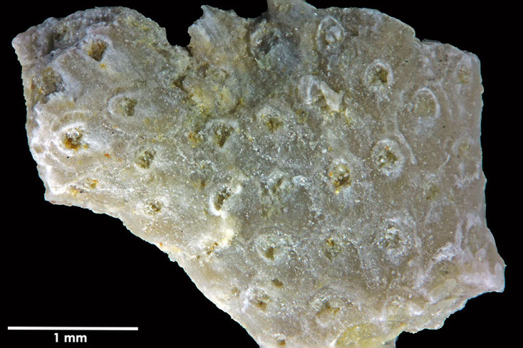 Senckenberg, Bryozoa, Bryozoen, Moostierchen, Sammlung Voigt