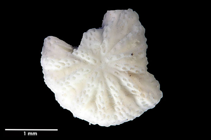 Senckenberg, Bryozoa, Bryozoen, Moostierchen, Sammlung Voigt