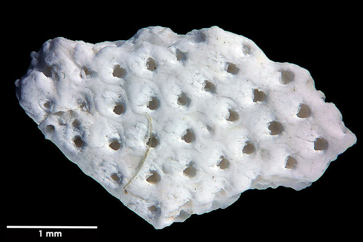 Senckenberg, Bryozoa, Bryozoen, Moostierchen, Sammlung Voigt