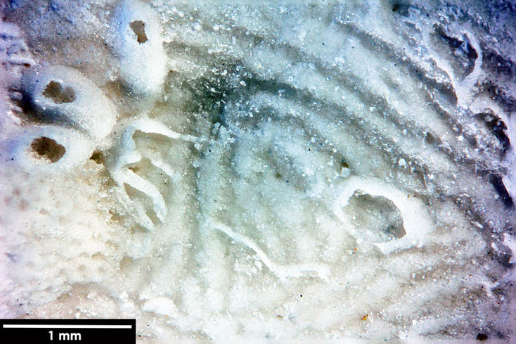 Senckenberg, Bryozoa, Bryozoen, Moostierchen, Sammlung Voigt