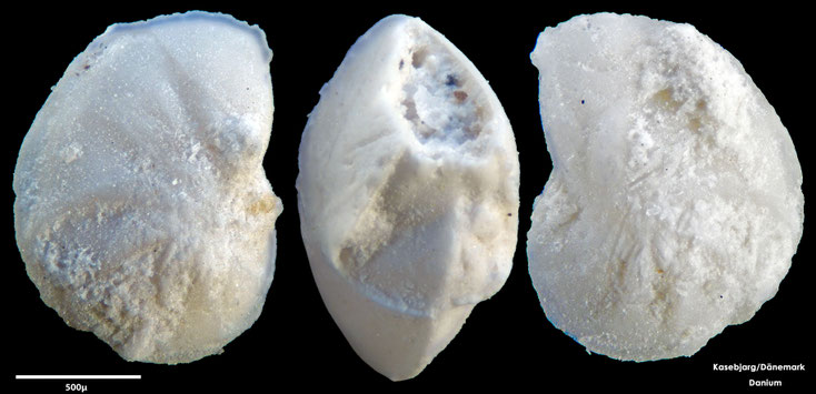 Foraminifere, Foraminifera, Bryozoa, Senckenberg, Danium, Dänemark