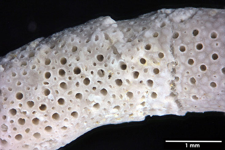 Senckenberg, Bryozoa, Bryozoen, Moostierchen, Sammlung Voigt