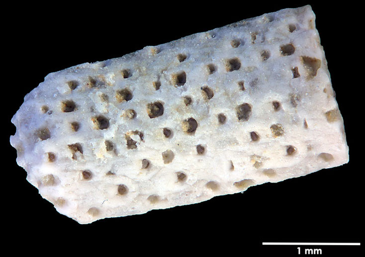 Senckenberg, Bryozoa, Bryozoen, Moostierchen, Sammlung Voigt