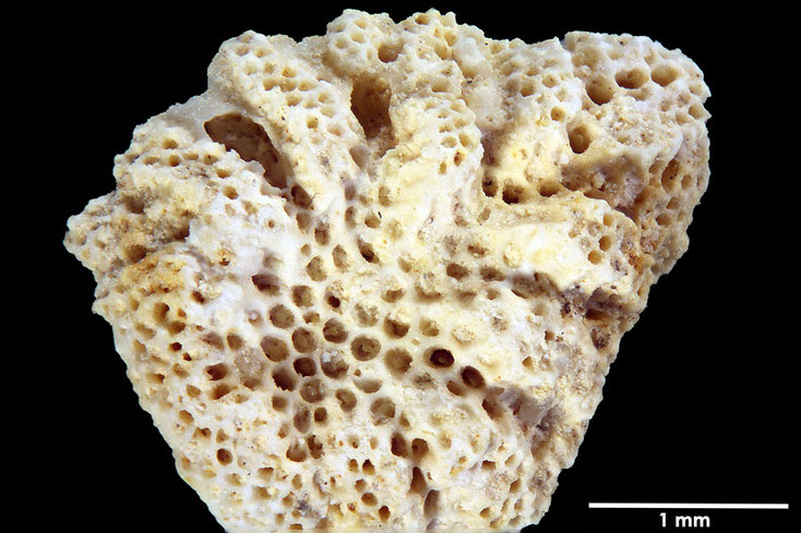 Senckenberg, Bryozoa, Bryozoen, Moostierchen, Sammlung Voigt