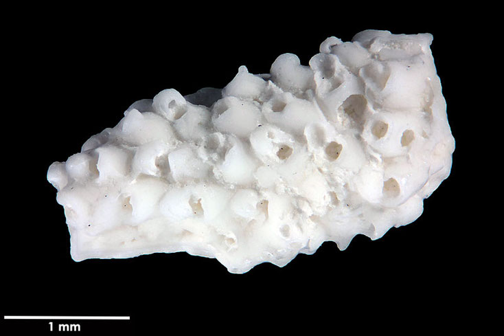 Senckenberg, Bryozoa, Bryozoen, Moostierchen, Sammlung Voigt