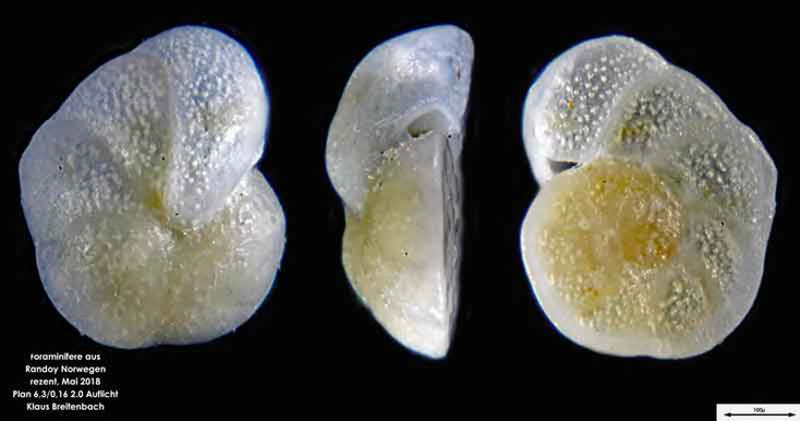 Foraminifere aus Radoy, Norwegen. Art: Cibicides lobatulus (Walker & Jacob, 1798)