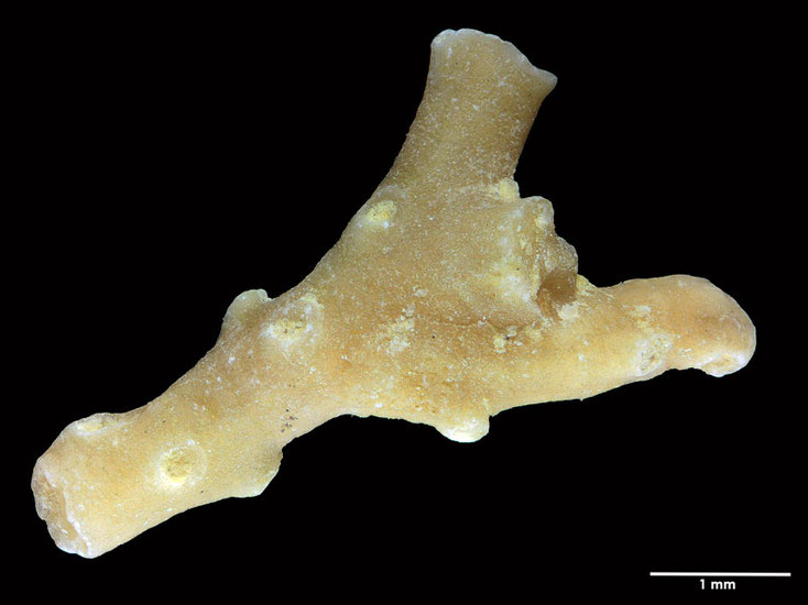 Senckenberg, Bryozoa, Bryozoen, Moostierchen, Sammlung Voigt