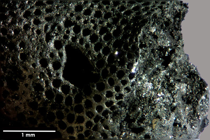 Senckenberg, Bryozoa, Bryozoen, Moostierchen, Sammlung Voigt