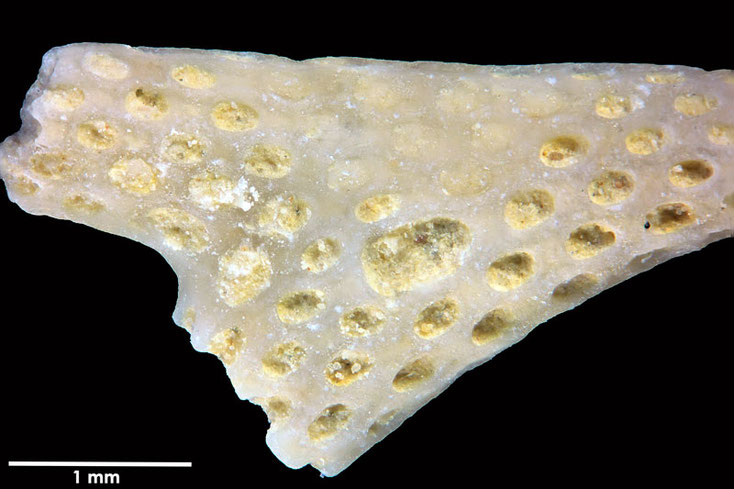 Senckenberg, Bryozoa, Bryozoen, Moostierchen, Sammlung Voigt