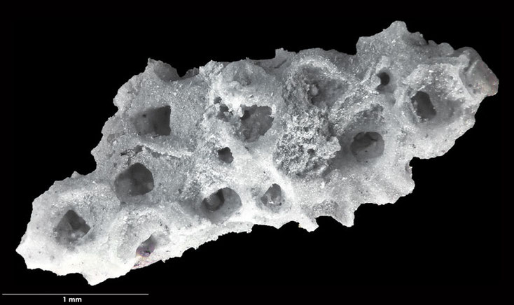 Bryozoen, Bryozoa, Senckenberg, Voigt, Moostierchen