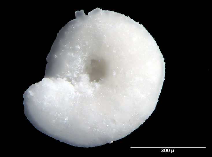 Foraminifere, Foraminifera, Bryozoa, Senckenberg, fossil, Stevns Klint, Dänemark, Maastrichtium