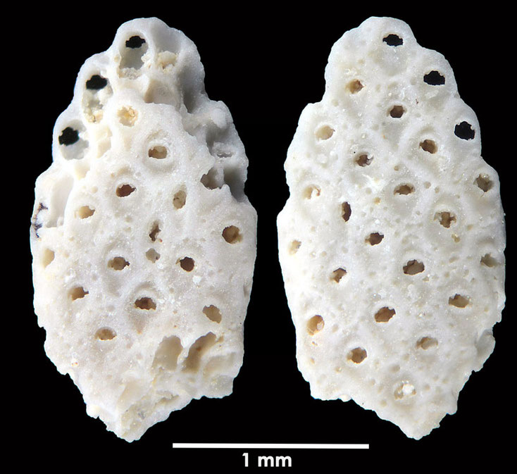 Senckenberg, Bryozoa, Bryozoen, Moostierchen, Sammlung Voigt