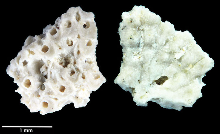 Senckenberg, Bryozoa, Bryozoen, Moostierchen, Sammlung Voigt