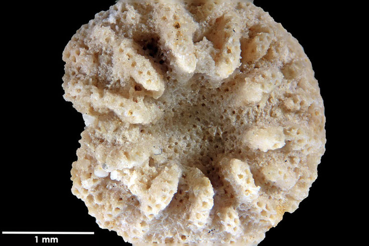 Senckenberg, Bryozoa, Bryozoen, Moostierchen, Sammlung Voigt