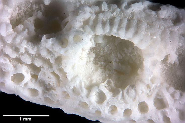 Senckenberg, Bryozoa, Bryozoen, Moostierchen, Sammlung Voigt